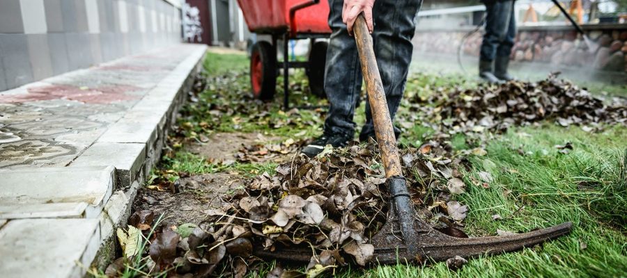 yard-cleanup